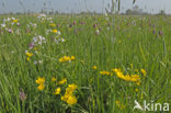 Wilde kievitsbloem (Fritillaria meleagris) 