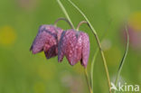 Wilde kievitsbloem (Fritillaria meleagris) 