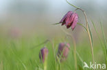 Wilde kievitsbloem (Fritillaria meleagris) 