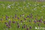Wilde kievitsbloem (Fritillaria meleagris) 