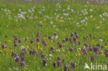 Wilde kievitsbloem (Fritillaria meleagris) 