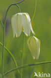 Wilde kievitsbloem (Fritillaria meleagris) 