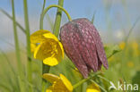 Wilde kievitsbloem (Fritillaria meleagris) 