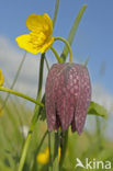 Wilde kievitsbloem (Fritillaria meleagris) 