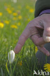 Wilde kievitsbloem (Fritillaria meleagris) 