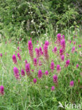 Field Cow-wheat (Melampyrum arvense)