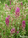 Field Cow-wheat (Melampyrum arvense)