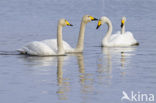 Whooper Swan (Cygnus cygnus)