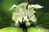 White Dead-nettle (Lamium album)