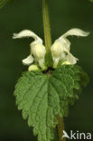 White Dead-nettle (Lamium album)