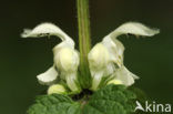 White Dead-nettle (Lamium album)