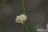 Witte snavelbies (Rhynchospora alba) 