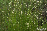 White Beak-sedge (Rhynchospora alba)