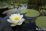 White Waterlily (Nymphaea alba)