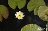 Witte waterlelie (Nymphaea alba)