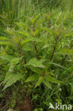 Gipsywort (Lycopus europaeus)