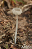 Wortelende inktzwam (Coprinus cinereus) 