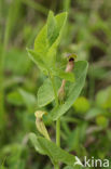 Yellow Birthwort (Aristolochia lutea)