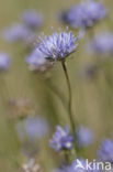 Sheep’s-bit (Jasione montana)