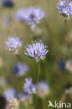 Sheep’s-bit (Jasione montana)