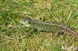 Zandhagedis (Lacerta agilis) 