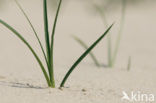 Zandzegge (Carex arenaria)