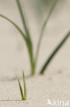 Zandzegge (Carex arenaria)