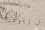 Sand Sedge (Carex arenaria)
