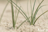 Zandzegge (Carex arenaria)