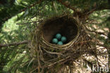 Zanglijster (Turdus philomelos)