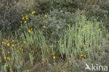 Sea Spurge (Euphorbia paralias)