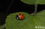 Zevenstippelig lieveheersbeestje (Coccinella septempunctata