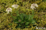 Alpine Pennycress (Thlaspi caerulescens)