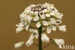 Alpine Pennycress (Thlaspi caerulescens)