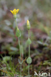 Zomerbitterling (Blackstonia perfoliata subsp. perfoliata)