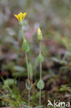 Blackstonia perfoliata subsp. perfoliata