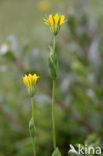 Zomerbitterling (Blackstonia perfoliata subsp. perfoliata)