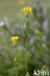 Blackstonia perfoliata subsp. perfoliata