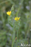 Blackstonia perfoliata subsp. perfoliata