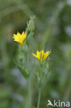 Zomerbitterling (Blackstonia perfoliata subsp. perfoliata)