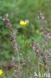 Zomerbitterling (Blackstonia perfoliata subsp. perfoliata)