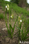 Zomerklokje (Leucojum aestivum) 