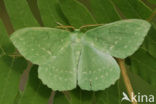 Zomervlinder (Geometra papilionaria)