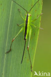 Long-winged Cone-head (Conocephalus discolor)