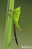 Long-winged Cone-head (Conocephalus discolor)