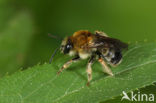 Zuidelijke langhoornbij (Eucera nigrescens) 