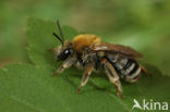 Zuidelijke langhoornbij (Eucera nigrescens) 