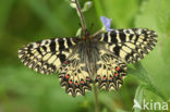 Zuidelijke Pijpbloemvlinder (Zerynthia polyxena)