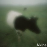 Zwartbonte koe (Bos domesticus)