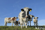 Mottled Cow (Bos domesticus)
